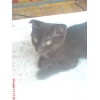 черные котята