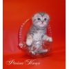 Шотландские малыши шоу класса