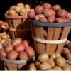 Срочно продам картофель,  урожай 2012 года,  сорт Белароса (сертифицированный)