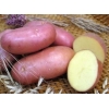 Срочно продам картофель,  урожай 2012 года,  сорт Белароса (сертифицированный)