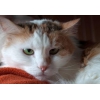 Благородная Ванесса - яркая кошка с робким характером,  в добрые руки