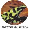 Красящий древолаз (Dendrobates auratus " green_black ")