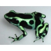 Красящий древолаз (Dendrobates auratus " green_black ")
