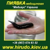 Купить пиявки медицинские Киев.  Гирудотерапия.  МЕДИКУС