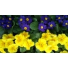 Купить примулу оптом в Киеве к 8 марта,  цветы на 8 марта,  цена,  недорого,  стоимость,  продажа!