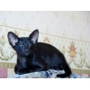 Ориентальный котик черного окраса