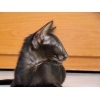 Ориентальный котик черного окраса