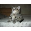 Продам чистопородных котят британцев(скотиш страйт)