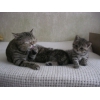 Продам чистопородных котят британцев(скотиш страйт)