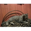 Продам чистопородных котят британцев(скотиш страйт)