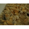 Продам недельных цыплят кур несушек породы Ломан-Браун