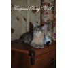 Сомалийские котята