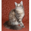 Предлагаем к продаже котят породы Мейн Кун