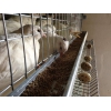 Продам цыплят перепелов Техасский белый(бройлер)