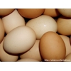 производитель продаёт куриное яйцо в больших объёмах с доставкой