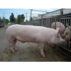 Свиньи на мясо.  Ферма реализует свиней на мясо оптом.